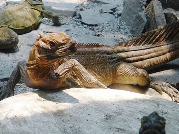 View of turtle in pond