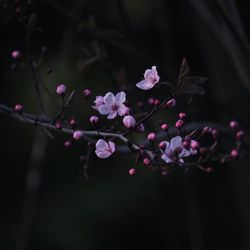 Close-up of pink cherry blossoms in spring