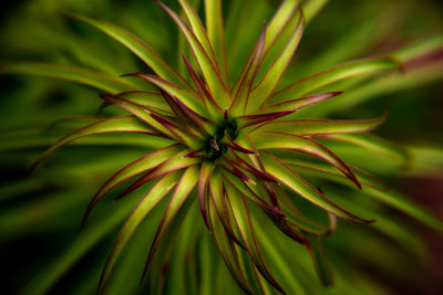 Close-up of plant