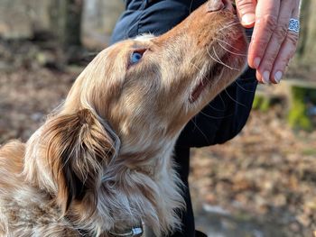 Close-up of a dog