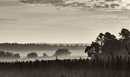 Trees on field against sky