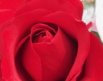 Close-up of red rose
