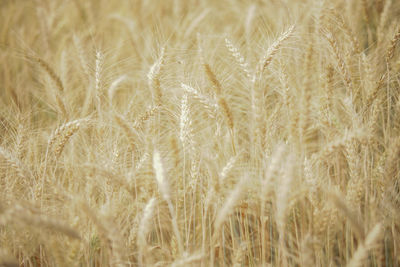 Close-up of stalks in wheat field