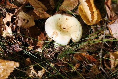 Close-up of mushrooms growing on field