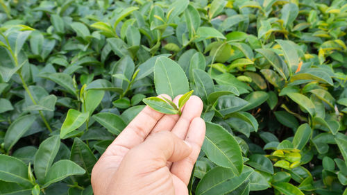 Cropped image of hand holding leaves