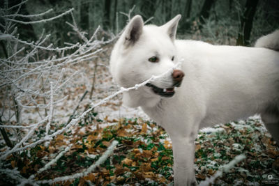 Close-up of dog on tree