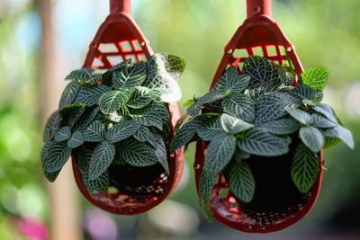 Close-up of plants