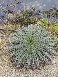 High angle view of plants on land