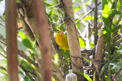 Low angle view of bird perching on tree branch