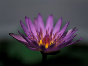 Close-up of purple flower