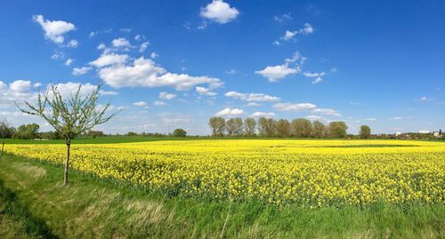 Scenic view of oilseed rape field against cloudy sky