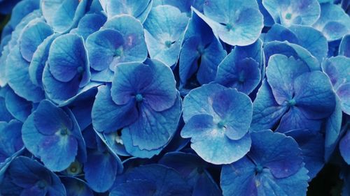 Close-up of hydrangea flowers