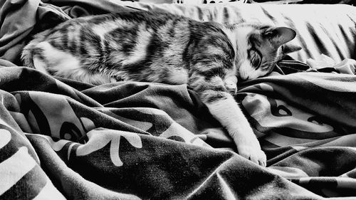 Cat sleeping on bed