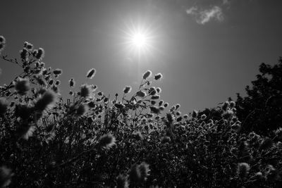 Sun shining through trees