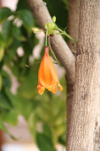 Close-up of orange flower on tree trunk