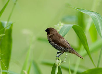 Close-up of bird perching on grass