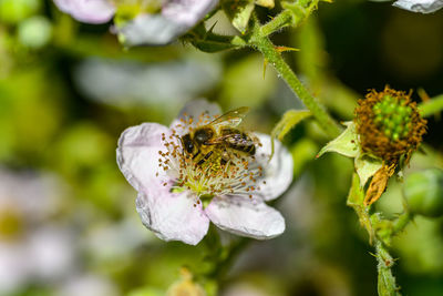 Close-up of bee on white flowering plant