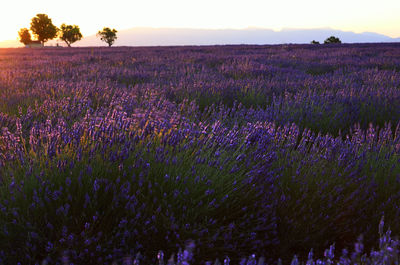 Scenic view of lavender field