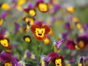 Close-up of yellow cosmos flowers blooming outdoors