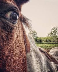 Close-up of horse in field