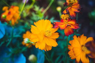 Close-up of yellow flowering plant