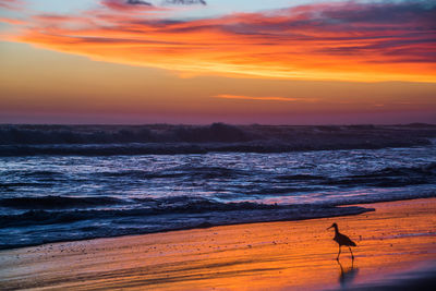 Bird perching on shore at beach against dramatic sky during sunset