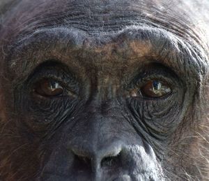 Close-up portrait of monkey