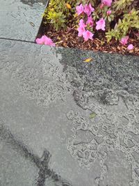 Close-up of plant growing outdoors