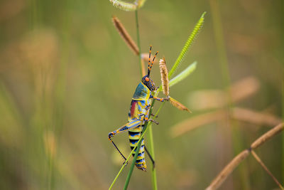 Close-up of dragonfly on plant