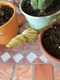 High angle view of potted plant on table