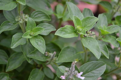 Close-up of fresh green leaves