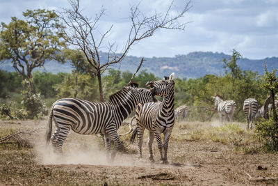 Zebra standing on field