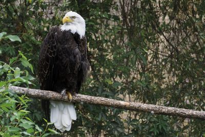 Bird perching on a tree