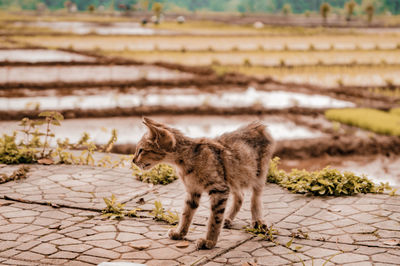 Portrait of cat standing on footpath