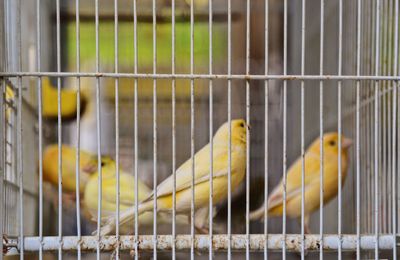 Close-up of parrot in cage