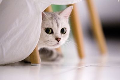 Close-up portrait of cat sitting below chair