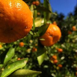 Close-up of orange flower