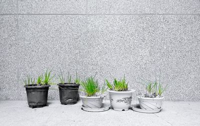 Plants growing on wall