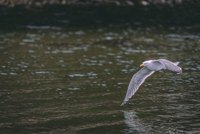 Seagull flying over a lake
