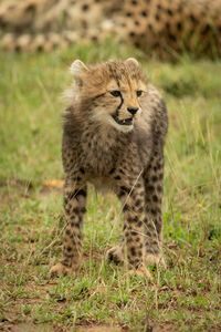 Cheetah cub stands looking right on grass