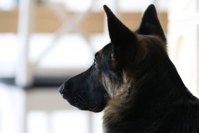 Close-up of a dog looking away at home