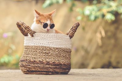 Close-up of a cat