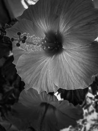 Close-up of hibiscus blooming outdoors