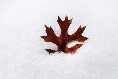 Close-up of snow on leaf during winter