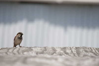 Close-up of bird perching on retaining wall