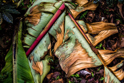 High angle view of dry leaves on land