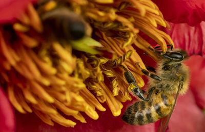 Close-up of honey bee pollinating flower