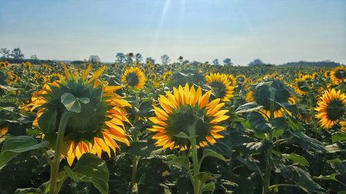 Close-up of yellow flowering plants on field against sky