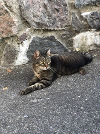 Portrait of cat relaxing on rock