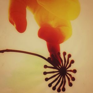 Close-up of flower